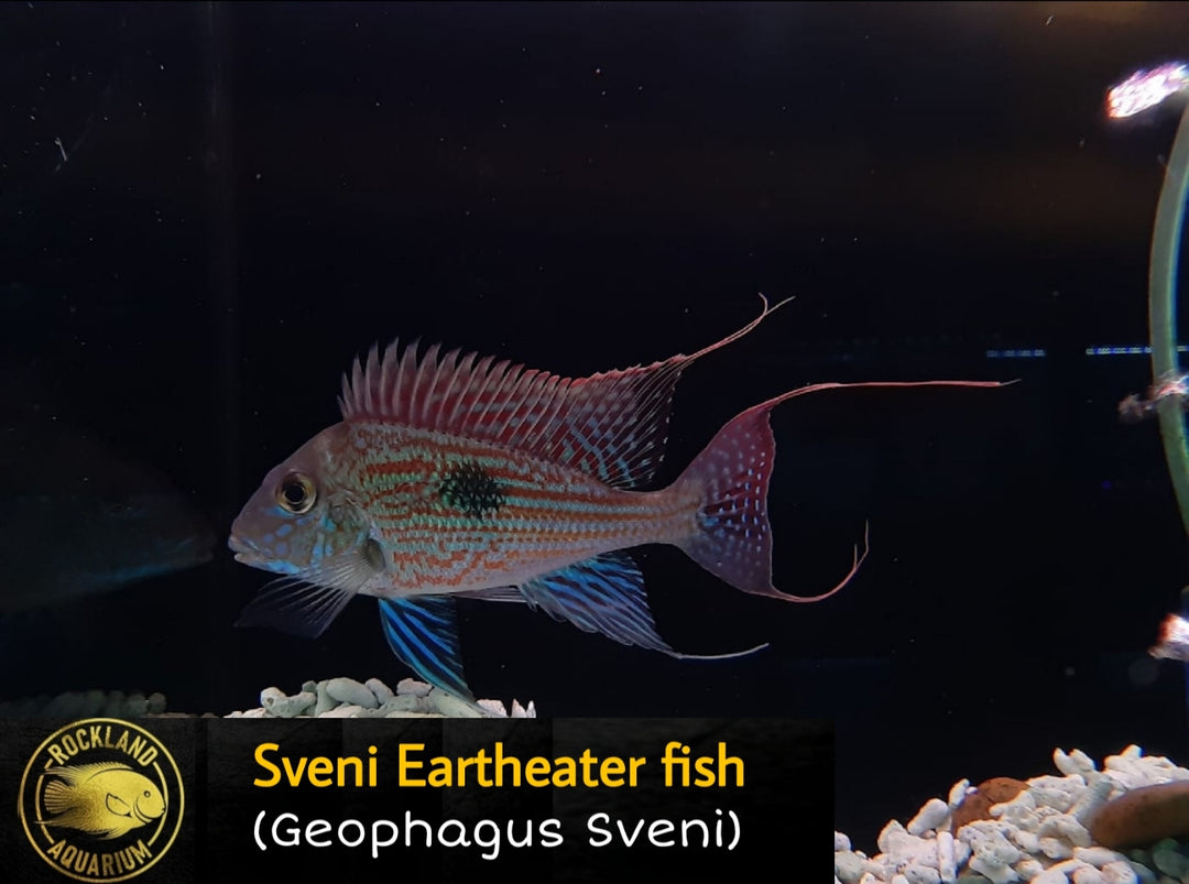 Sveni Eartheater - Geophagus sp. 'sveni' - Live Fish (Multiple Sizes)