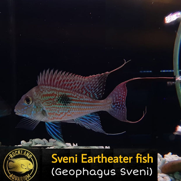 Sveni Eartheater - Geophagus sp. 'sveni' - Live Fish (Multiple Sizes)
