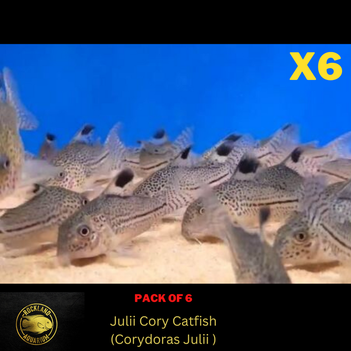 Julii Cory Catfish (Corydoras Julii) - Live Fish