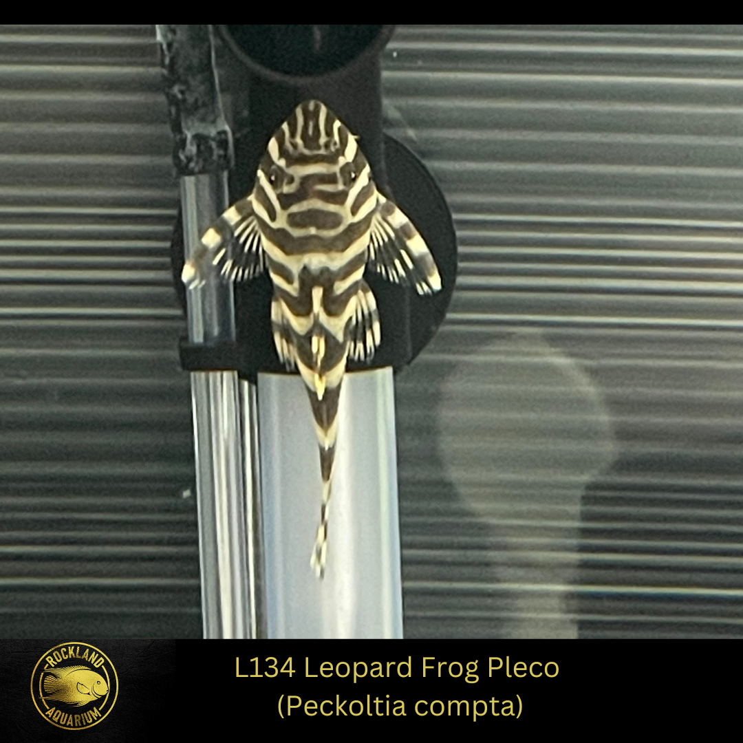 L134 Leopard Frog Pleco - Peckoltia compta - Live Fish (One Item)
