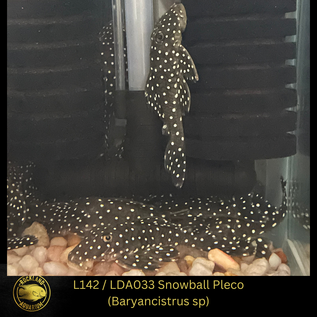 L142 / LDA033 Snowball Pleco - Baryancistrus sp. Live Fish (One Item) (3" - 4")