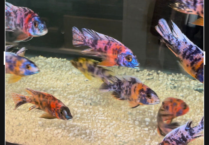 OB Peacock (Aulonocara sp.) - Live Fish - African Cichlid