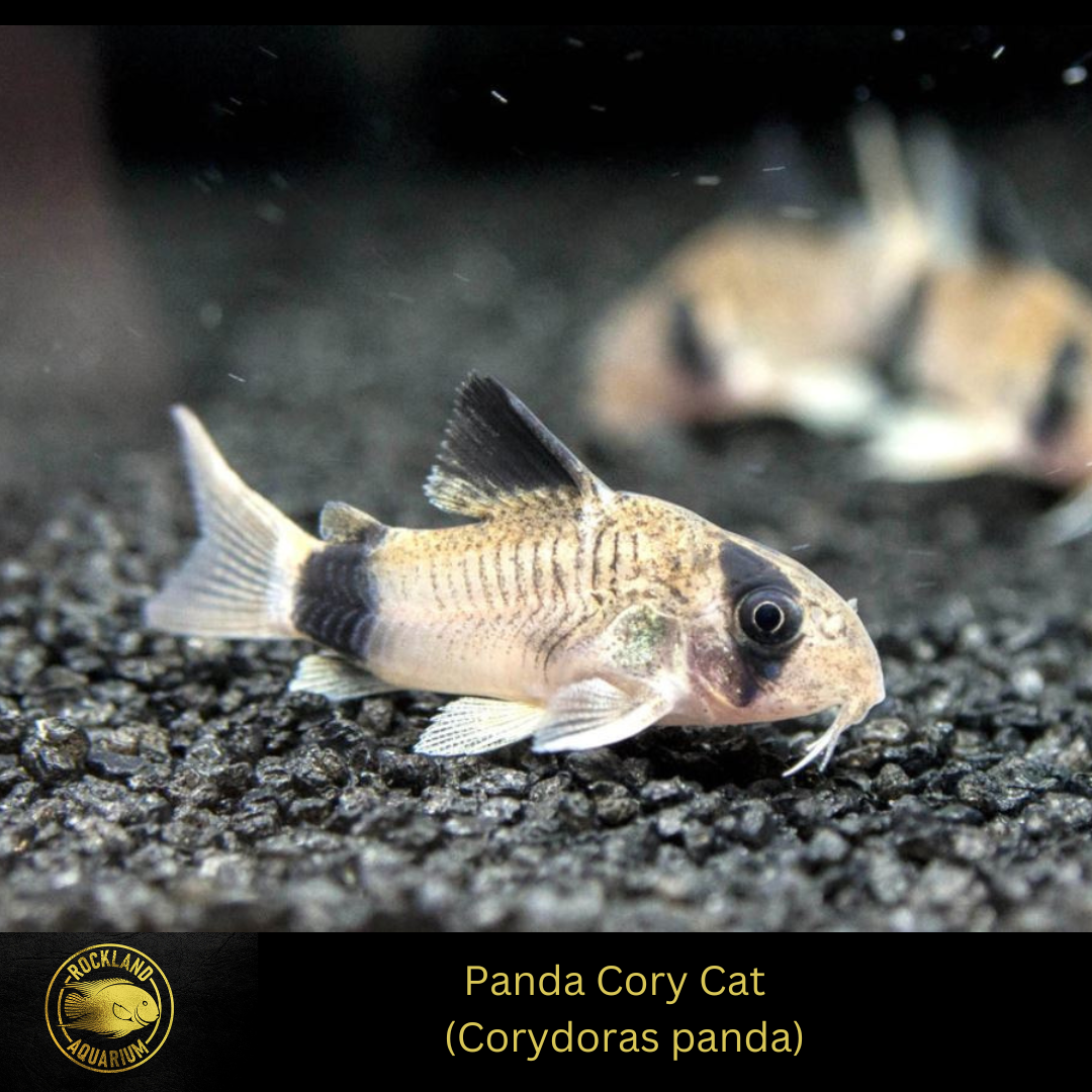 Panda Cory - Corydoras panda Catfish - Live Fish (.75