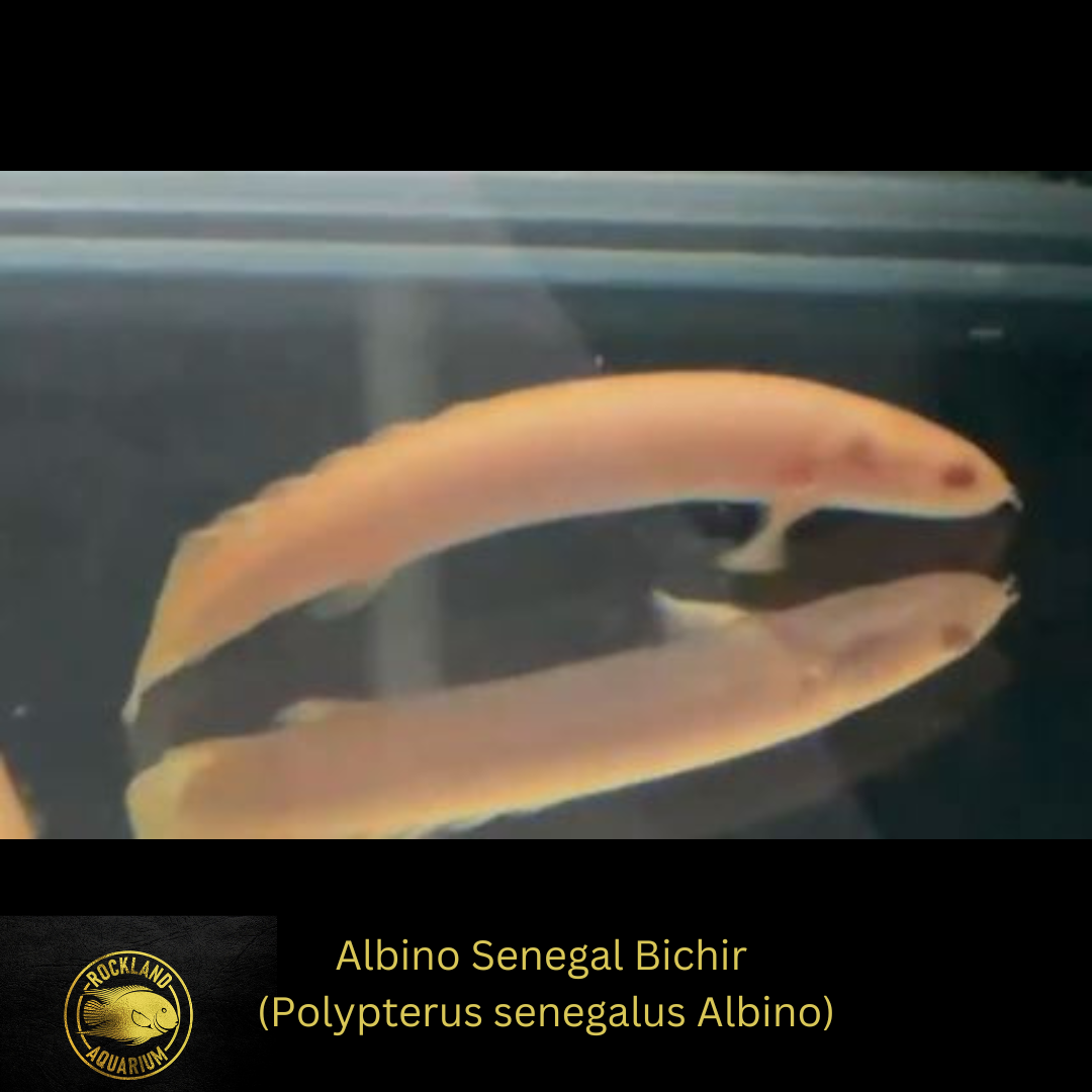 Albino Senegal Bichir - Polypterus senegalus Albino - Live Fish (3"- 4")