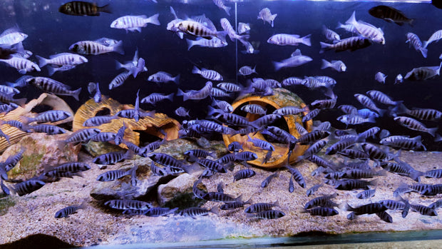 Star Sapphires Cichlid - Placidochromis sp. Phenochilus Tanzania - Live Fish