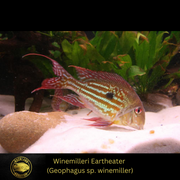 Winemilleri Eartheater - Geophagus sp. winemilleri - Live Fish (1.75" - 2")