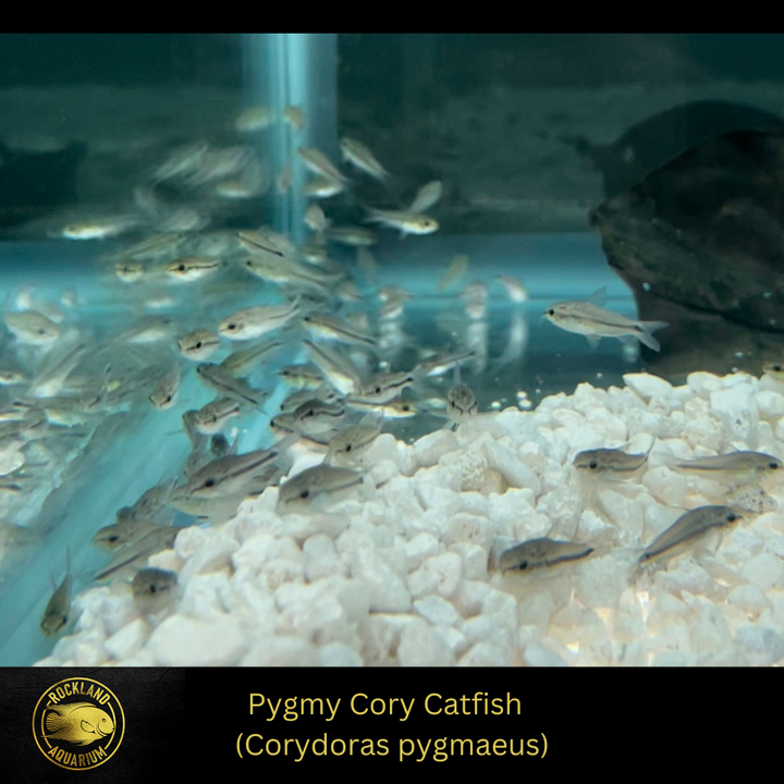 Pygmy Cory Catfish - Corydoras pygmaeus - Live Fish (.5" - .75")