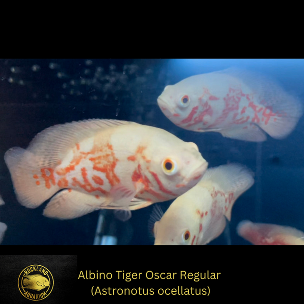 OSCAR Albino Tiger Oscar Regular - ASTRONOTUS OCELLATUS - Live Fish (3"- 3.5")