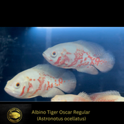 OSCAR Albino Tiger Oscar Regular - ASTRONOTUS OCELLATUS - Live Fish (3"- 3.5")