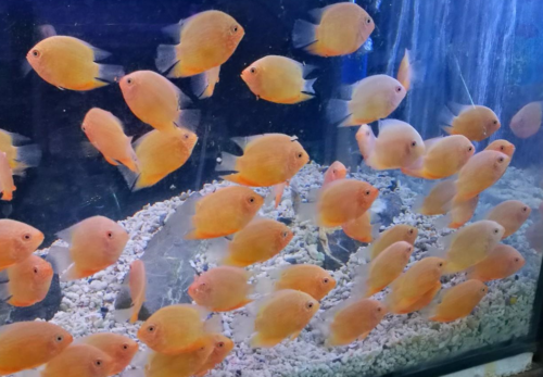 Red Spot Gold Severum Cichlid - Heros sp. - Live Fish