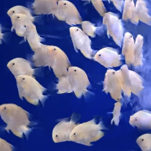 Gold Severum Cichlid Heros sp. Live Fish (Mulitple Sizes