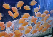 Red Spot Gold Severum Cichlid - Heros sp. - Live Fish (1.5" - 2")