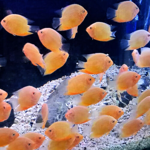 Red Spot Gold Severum Cichlid - Heros sp. - Live Fish