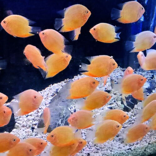 Red Spot Gold Severum Cichlid Heros sp. Live Fish Rockland Aquarium