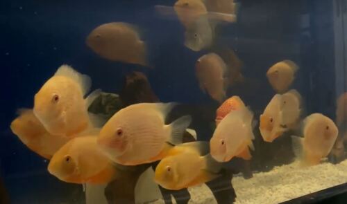 Red Spotted Gold Severum Cichlid - Heros sp. - Live Fish (4.5" - 5")