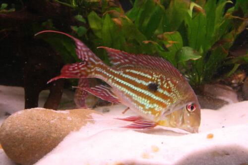 Winemilleri Eartheater - Geophagus sp. winemilleri - Live Fish (1.75" - 2")