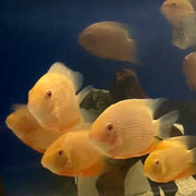 Red Spotted Gold Severum Cichlid - Heros sp. - Live Fish (4.5" - 5")