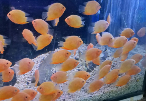 Red Spot Gold Severum Cichlid - Heros sp. - Live Fish (1.5" - 2")