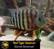 Red Tiger Severum "Rio Curare" - Live Fish
