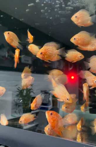 Red Spotted Severum Cichlid - Heros sp. - Live Fish (2" - 2.5")