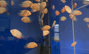 Red Spotted Severum Cichlid - Heros sp. - Live Fish (2" - 2.5")
