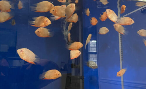 Red Spotted Severum Cichlid - Heros sp. - Live Fish (2" - 2.5")